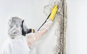 Why You Should Choose Our Mold Remediation Services in El Granada, CA